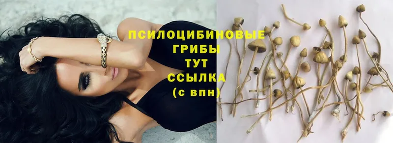 кракен ТОР  Новозыбков  Псилоцибиновые грибы Psilocybe 